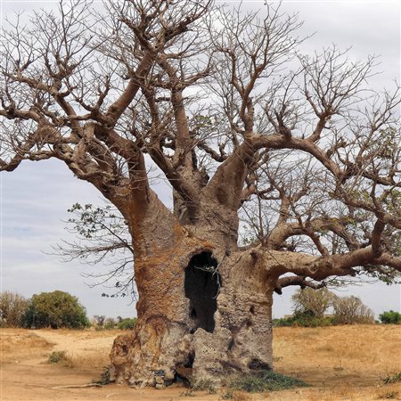 Senegal